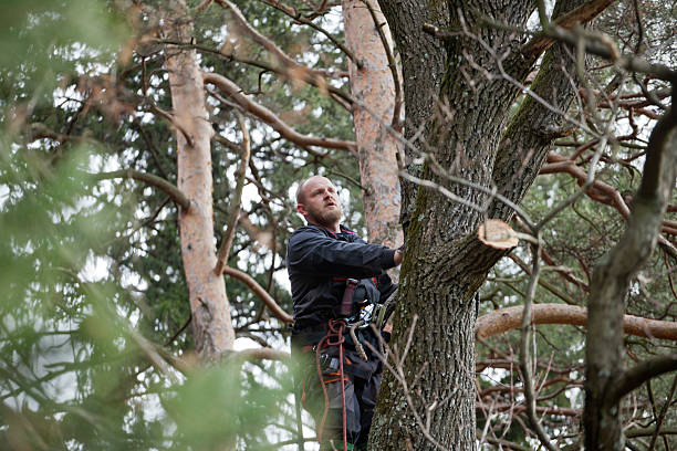 How Our Tree Care Process Works  in  Alexandria Bay, NY